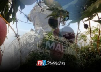 Escuinapa refuerza operativos por denuncias de robo de mango durante la temporada de cosecha