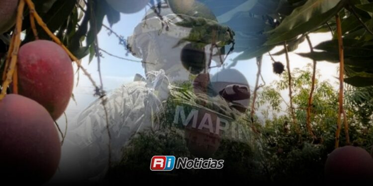 Escuinapa refuerza operativos por denuncias de robo de mango durante la temporada de cosecha