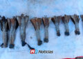 Destruyen 11 explosivos adaptados para drones asegurados en la zona rural de Mazatlán