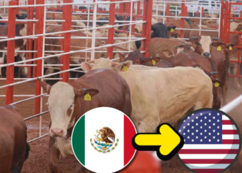 Estados Unidos reabrirá en agosto la frontera al ganado mexicano tras más de un año de restricciones por gusano barrenador