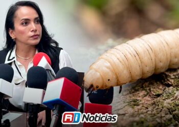 Fallan filtros sanitarios y gusano barrenador llega a Sinaloa: Irma Moreno