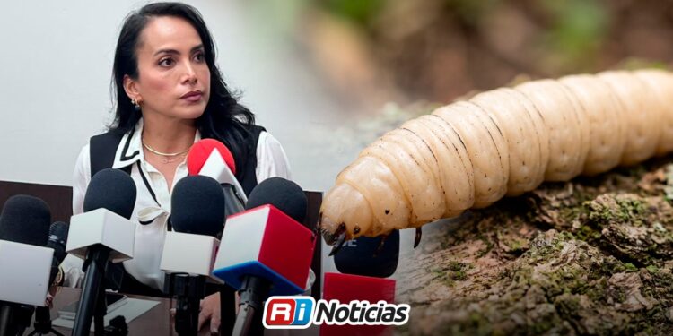 Fallan filtros sanitarios y gusano barrenador llega a Sinaloa: Irma Moreno