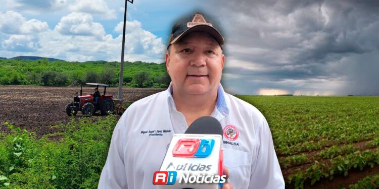 Agua suficiente, pero mercados ponen en riesgo siembras de Sinaloa:CNC