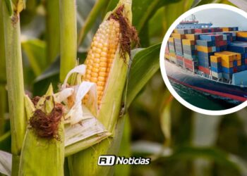 Importaciones de maíz ponen en riesgo la rentabilidad del campo sinaloense