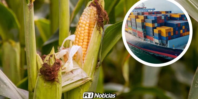 Importaciones de maíz ponen en riesgo la rentabilidad del campo sinaloense