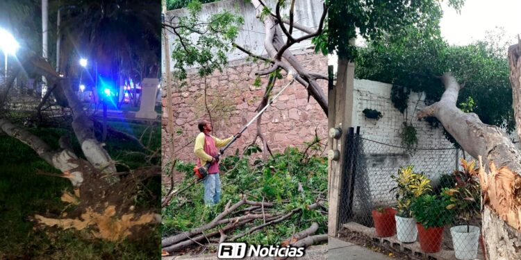Vientos dejan 10 emergencias en Culiacán: Árboles caídos, lonas desprendidas y daños eléctricos, sin lesionados
