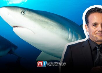 Mazatlán busca consolidarse como referente para la conservación de tiburones