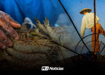 Prevén otra temporada complicada para la pesca de camarón en Sinaloa