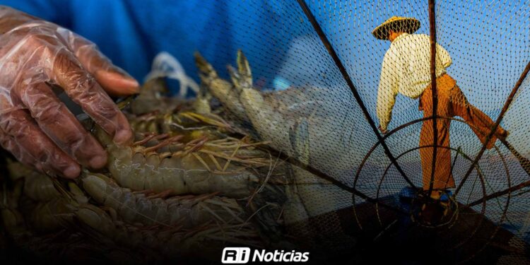 Prevén otra temporada complicada para la pesca de camarón en Sinaloa