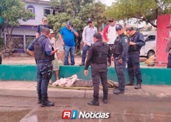 Cocodrilo capturado en la Ampliación 20 de Noviembre es reubicado en el Verde Camacho