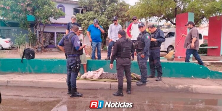 Cocodrilo capturado en la Ampliación 20 de Noviembre es reubicado en el Verde Camacho