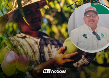 Temporada de mango deja bajas cosechas; productores buscan recuperarse tras pérdidas