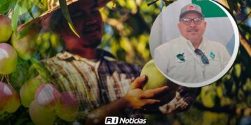 Temporada de mango deja bajas cosechas; productores buscan recuperarse tras pérdidas
