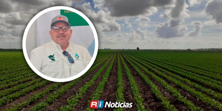 Lluvias mejoran las expectativas para el próximo ciclo agrícola en Sinaloa