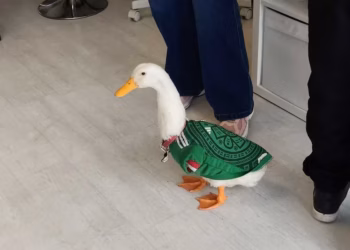 El Pato Merlín: de mascota a fenómeno global y embajador no oficial del futbol