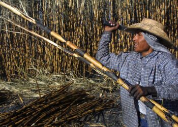 México incrementará exportaciones de azúcar a Estados Unidos; demanda crecerá 512 % en el ciclo 2026-2027