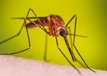 Confirman en Jalisco primer caso importado de malaria durante Copa del Mundo
