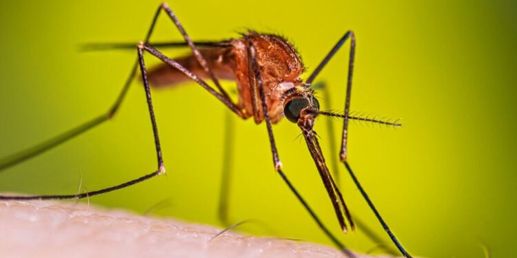 Confirman en Jalisco primer caso importado de malaria durante Copa del Mundo
