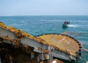 Con más barcos y barreras capturan el sargazo para reutilizarlo: “tiene muchas posibilidades”, dice Sheinbaum