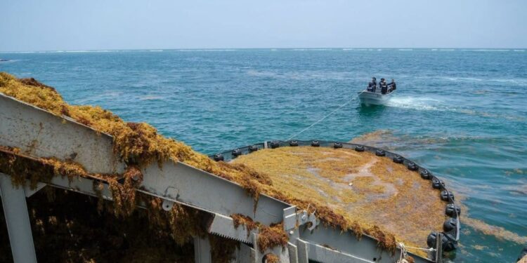 Con más barcos y barreras capturan el sargazo para reutilizarlo: “tiene muchas posibilidades”, dice Sheinbaum