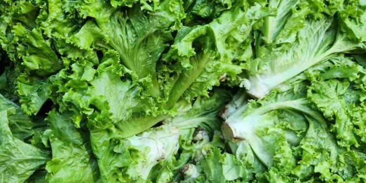 Secretaría de Salud reporta resultado negativo en pruebas de ciclosporiasis en lechugas de Taylor Farms