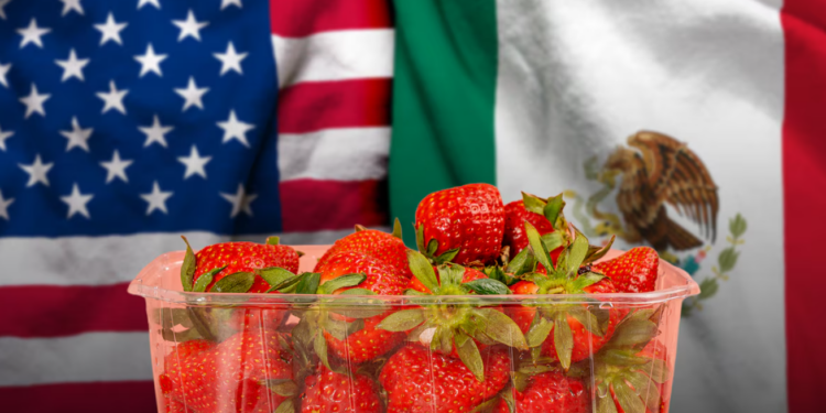 Estados Unidos acusa a exportadores mexicanos de dumping en fresa invernal