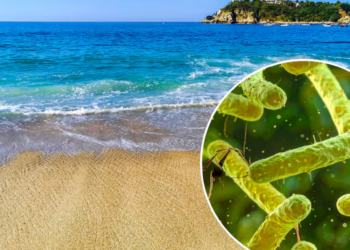 ¿Bacteria “Come carne” está presente en México?; Conoce ¿Qué es, sus síntomas y Cómo se contagia?