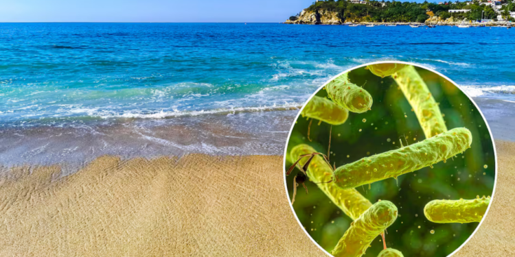 ¿Bacteria “Come carne” está presente en México?; Conoce ¿Qué es, sus síntomas y Cómo se contagia?