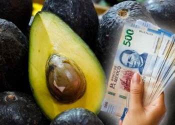 ¿Subirá el precio del aguacate en México? Esto puede pasar tras la suspensión de exportaciones a Estados Unidos