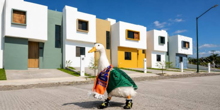 Pato Merlín estrena casa tras conquistar las redes y abrir nuevas oportunidades para su familia