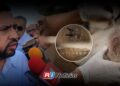 Sinaloa mantiene controlados los tres casos de gusano barrenador