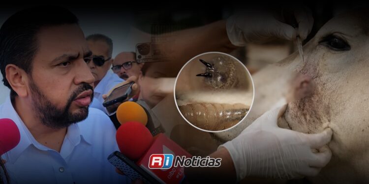 Sinaloa mantiene controlados los tres casos de gusano barrenador