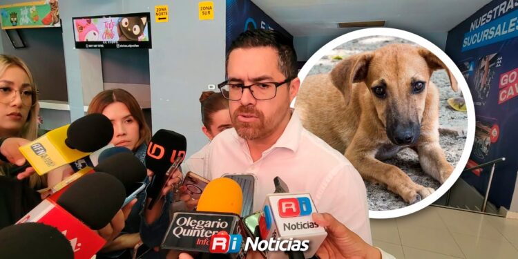 Alerta sanitaria por gusano barrenador detectado en un perro en Culiacán