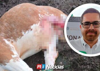 ¡Alerta en Sinaloa! Confirman dos casos de gusano barrenador en personas