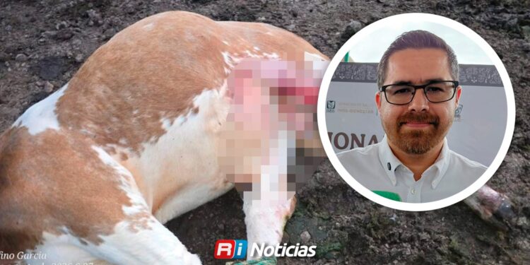 ¡Alerta en Sinaloa! Confirman dos casos de gusano barrenador en personas