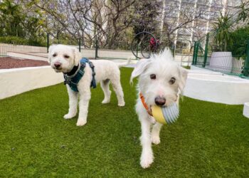 ¿Ser pet friendly o criar a la antigua? El debate de humanizar a los perros