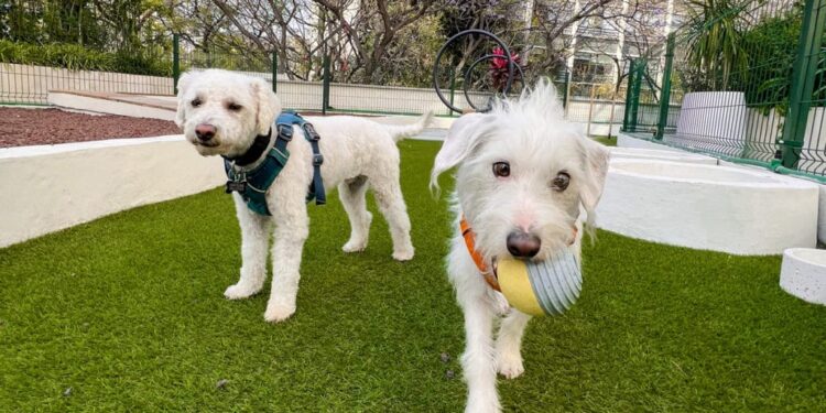 ¿Ser pet friendly o criar a la antigua? El debate de humanizar a los perros