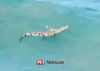 Cocodrilo causa sorpresa al aparecer en el mar frente a la zona hotelera de Mazatlán