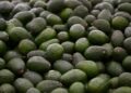 EU destraba exportación de 9 mil toneladas de aguacate mexicano