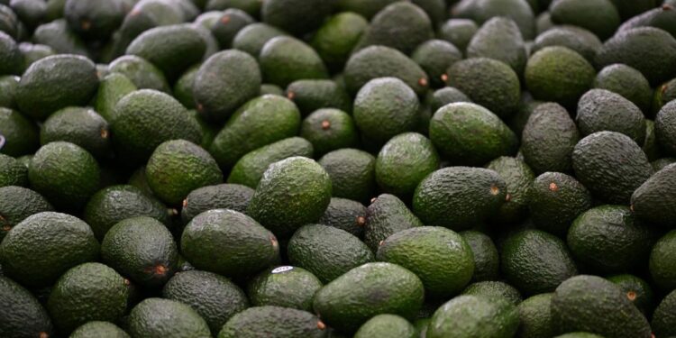 EU destraba exportación de 9 mil toneladas de aguacate mexicano