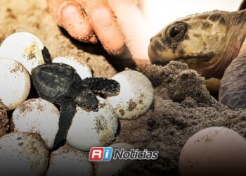 Robar huevos de tortuga puede llevar a prisión; llaman a respetar los nidos en Mazatlán