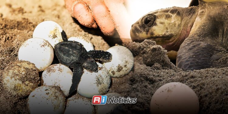 Robar huevos de tortuga puede llevar a prisión; llaman a respetar los nidos en Mazatlán