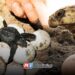 Robar huevos de tortuga puede llevar a prisión; llaman a respetar los nidos en Mazatlán