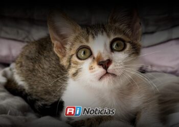 Vacaciones disparan el abandono de mascotas en Mazatlán