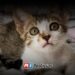Vacaciones disparan el abandono de mascotas en Mazatlán