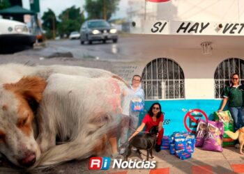 Denuncian falta de aplicación de leyes contra el maltrato animal