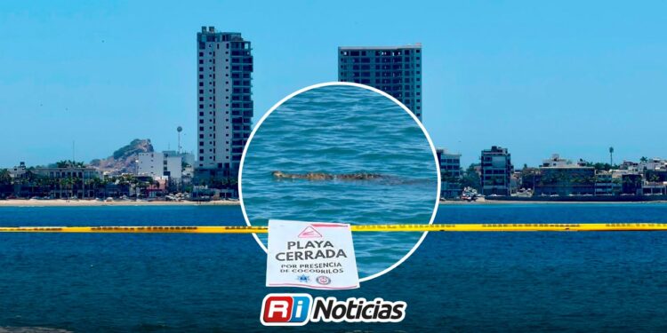 Restringen playas de Mazatlán por avistamiento de cocodrilo cerca de El Cid