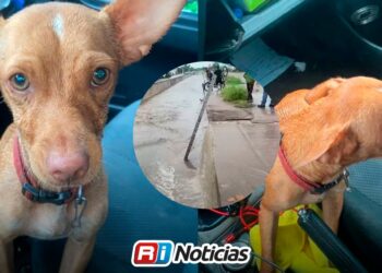Cachorro sobrevive tras ser rescatado de un arroyo por Protección Civil en Culiacán