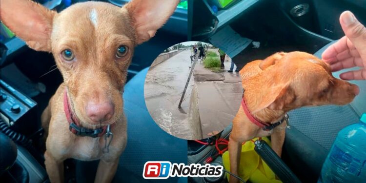 Cachorro sobrevive tras ser rescatado de un arroyo por Protección Civil en Culiacán
