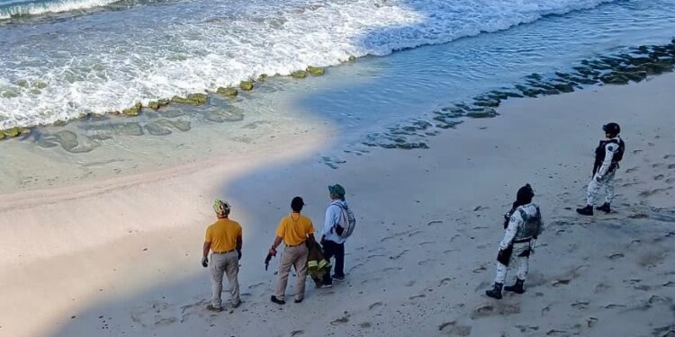 Reabren playas de Mazatlán; confirman que ya no está el cocodrilo en el mar